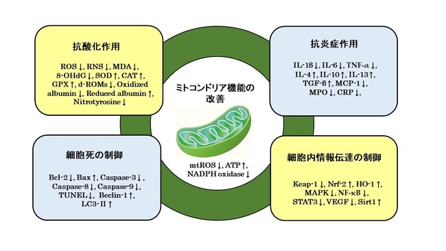 水素分子は様々な腎臓病に対する治療可能性を示す