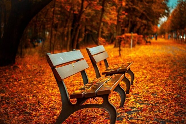 紅葉の秋がやってくる！紅葉ついて！