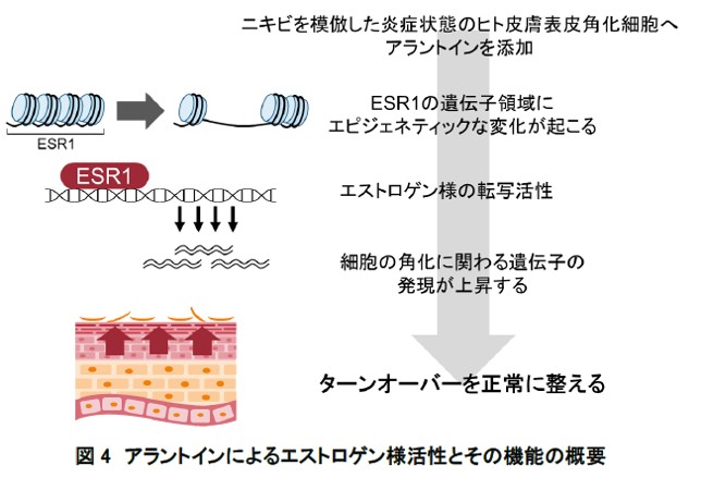 次世代シーケンスデータ解析による研究成果　皮膚におけるアラントインのエストロゲン様作用を発見