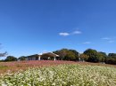 紅白のコントラストが美しい「赤そば・白そば花壇」