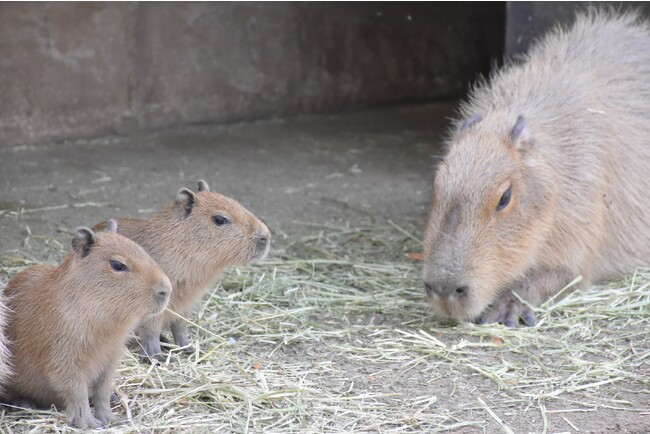伊豆シャボテン動物公園で「ヨザル」と「カピバラ」の赤ちゃんが誕生!