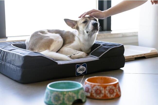 アスコットペットフレンドリー、愛犬と過ごす特別な時間