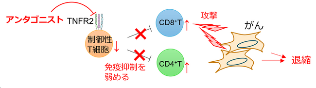 新たながん治療法の開発につながる「エピトープ領域架橋型バイパラトピック抗体」の創製