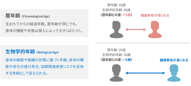 日本人に最適化されたエピジェネティック・クロック生物学的年齢測定検査を共同開発、日本で初めて市場導入へ