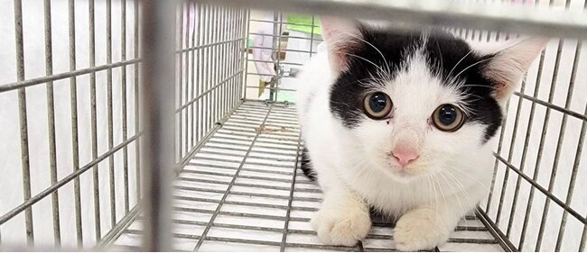 大阪市の地域猫活動を推進するために「自治会長の合意書」という必須条件を無くして！　市長に要望
