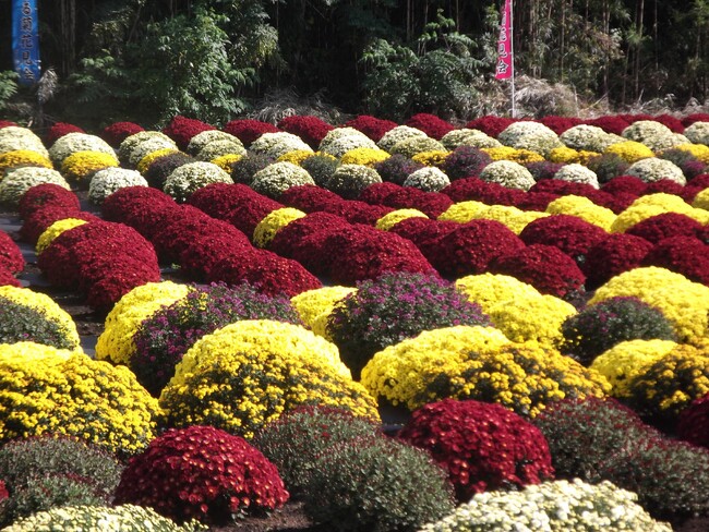 【相模原市南区】「新磯ざる菊花見会」を開催します！
