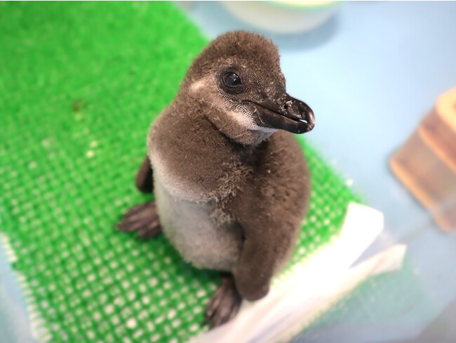 今年2羽目となるケープペンギンの雛が誕生しました！