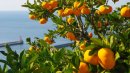蜜柑畑 蜜柑畑