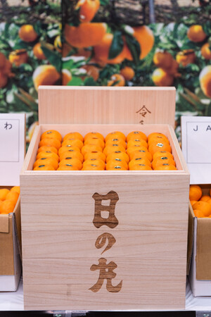 西宇和みかん初競りで、桐箱入りの 「日の丸みかん（20キロ）」が150万円で落札！