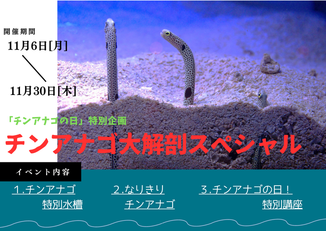 【チンアナゴの日特別企画！！】チンアナゴ大解剖スペシャル！