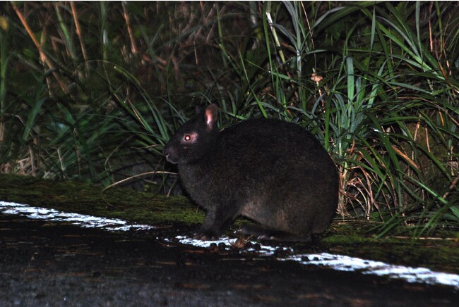 【JAF鹿児島】アマミノクロウサギのロードキルを防ごう！環境省と協同し、ロードキルに関するアンケート調査を開始