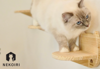 壁に穴をあけなくても簡単に設置できる　キャットステップブランド「NEKOIRI」より新商品が登場！