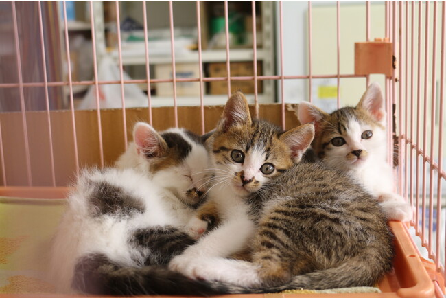 終了まであと2ヶ月　⽝猫の殺処分のないまちを目指して、愛知県豊橋市がクラウドファンディングを活用中！
