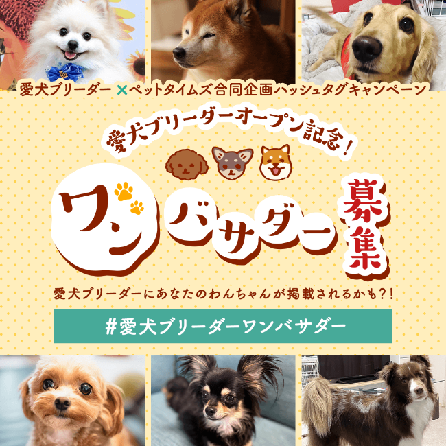 『愛犬ブリーダー』リリース記念！SNSを利用したフォトコンテストを11月10日(金)より開催。「#愛犬ブリーダーワンバサダー」写真投稿で毎月最大5名さまにオリジナルカードをプレゼント！