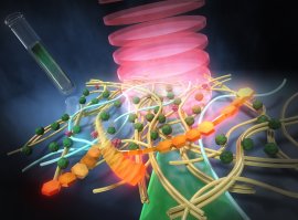 図1:超解像赤外分光イメージングによるバイオフィルム内の分子組成の可視化 図1:超解像赤外分光イメージングによるバイオフィルム内の分子組成の可視化
