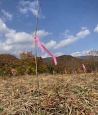 【オリックス銀行】宮城県大崎市に苗木162本を植樹