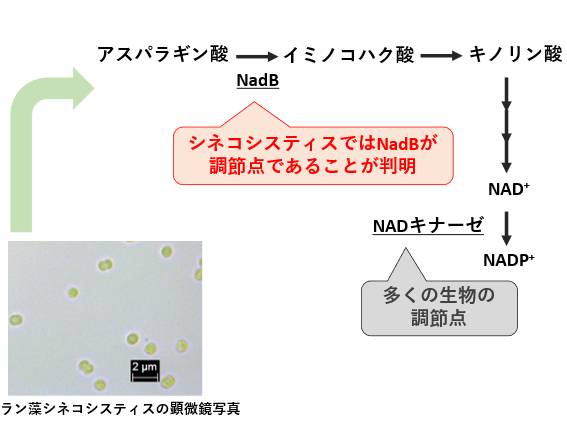 ラン藻の補酵素合成における“調節点”を発見　明治大学大学院農学研究科 伊東昇紀助教・小山内崇准教授らの研究グループ