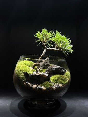 盆栽テラリウム　ワークショップ開催