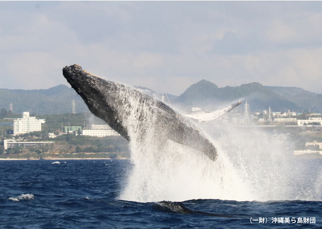 【星のや沖縄】沖縄の豊かな海を体感する「蒼海ホエールディスカバリー」開催｜期間：2024年1月25日～2月29日