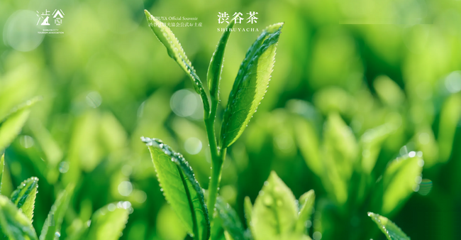 渋谷区観光協会×伊藤園×ゼットン×プランティオによる、幻の銘茶『渋谷茶』復活プロジェクト、始動。数量限定で貴重な渋谷茶の苗木を無償提供するキャンペーン実施中！