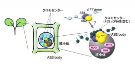 【中部大学】植物の葉の正常な初期成長を支える核小体の役割を解明 -- 環境変化に強い植物の作出に期待 --