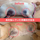 皮膚病を自然療法を取り入れた事例 皮膚病を自然療法を取り入れた事例