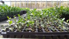 幻の銘茶「渋谷茶」復活プロジェクトに参画