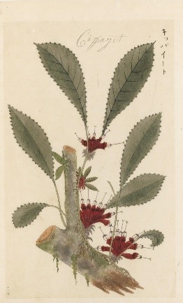 神田外語大学附属図書館が主催するシーボルト来日200年を記念した企画展「賀来佐之と伊藤圭介　二人の門人」