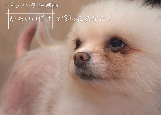 ドキュメンタリー「“かわいいだけ”で飼ったあなたへ」制作プロジェクト、クラウドファンディング実施中！