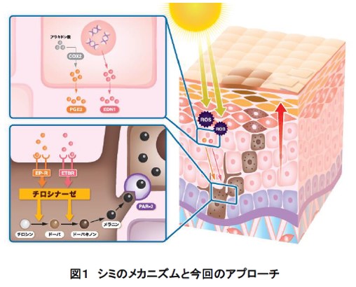 ヒオウギエキスの紫外線によるシミ発生抑制作用を発見