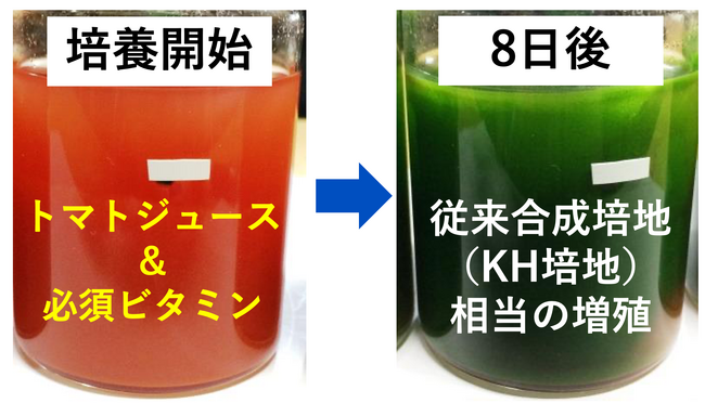 トマトジュースでユーグレナを培養