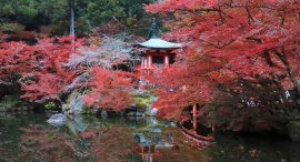 今秋の醍醐寺は見所満載～夜間拝観/奉納コンサート、五重塔特別御開扉、醍醐寺アカデミー・オープンテンプル、Matter’s Whisper－没入型展示などを開催