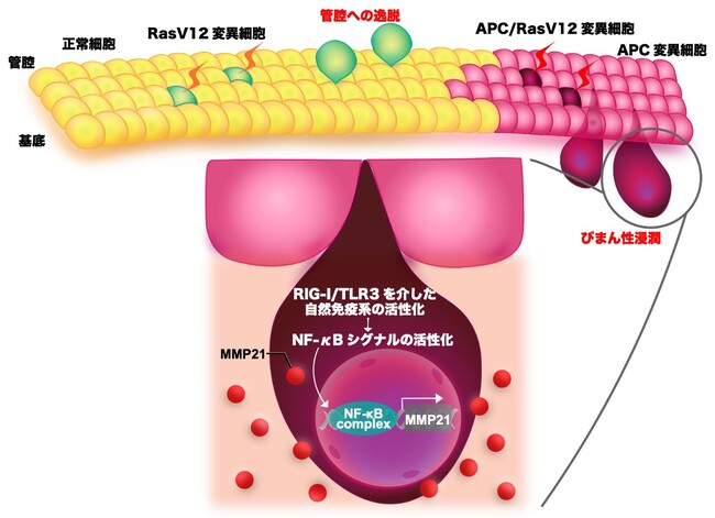 がん細胞が細胞競合を利用して浸潤することを発見