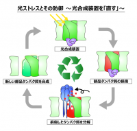 光合成反応における光損傷と修復のメカニズム解明 ～傷ついたタンパク質を見つけて分解するしくみを明らかに～--摂南大学