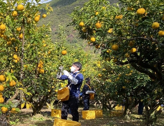 ウテナとともに、人手不足に悩む高知県のゆず農家を支援