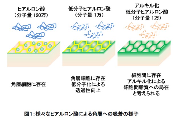 ヒアルロン酸の機能性研究から新知見！