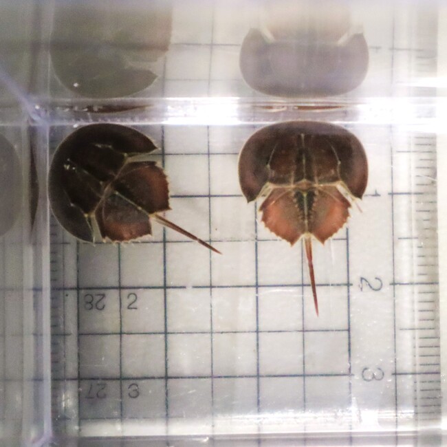 “生きた化石”カブトガニの幼生を四国水族館で展示中