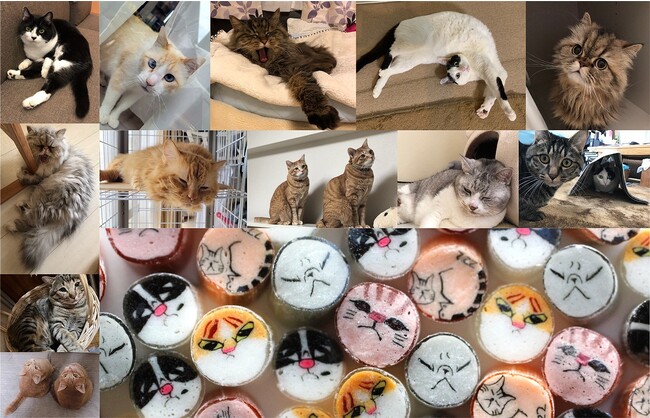 我が家のネコがキャンディに！？　2024年2月22日「ネコの日」へ向けて、ネコミックスキャンディのモデルネコを11月27日より募集開始