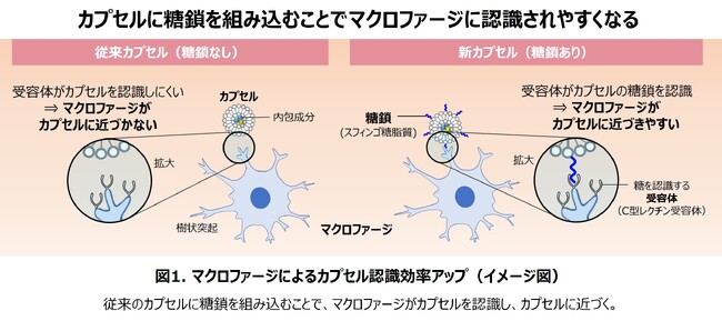 マクロファージに狙って届ける新カプセルを開発