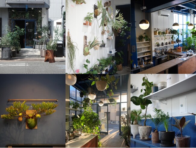 ”観葉植物とアート”をコンセプトにした「le bois Art Plants」InstagramがOPEN