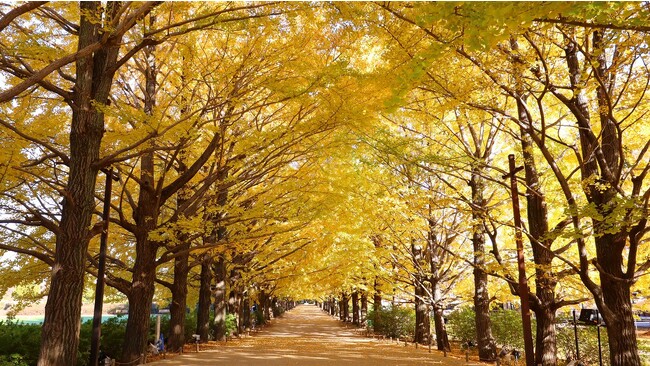 まだまだ公園で秋を感じよう！紅葉情報（国営昭和記念公園）