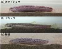 【東京農業大学】外来魚を探し出せ！　～国外外来種カラドジョウを判別するDNAマーカーを開発～