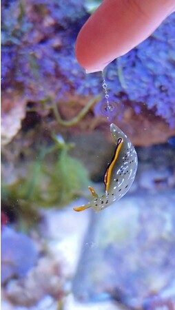 アクアリウム発の市民科学　環境移送ベンチャーイノカ、 総勢200名以上のアクアリストが参加する『INNOVATE AQUARIUM FESTIVAL』を12月2日開催