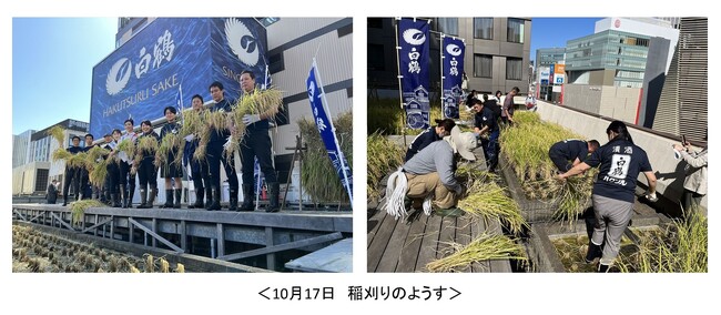 東京 ・銀座屋上の農園「白鶴銀座天空農園」で自社開発酒米「白鶴錦」の稲刈りが無事終了！　～穀物検査で最高ランクの2等を獲得～
