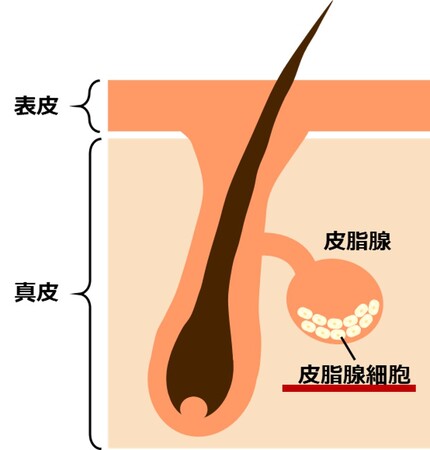 【研究報告】ヒト皮脂腺細胞における新規の免疫応答メカニズムの発見