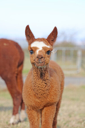 【動物の赤ちゃん誕生】マザー牧場でアルパカの赤ちゃんが誕生。12月1日(金)にお披露目決定！