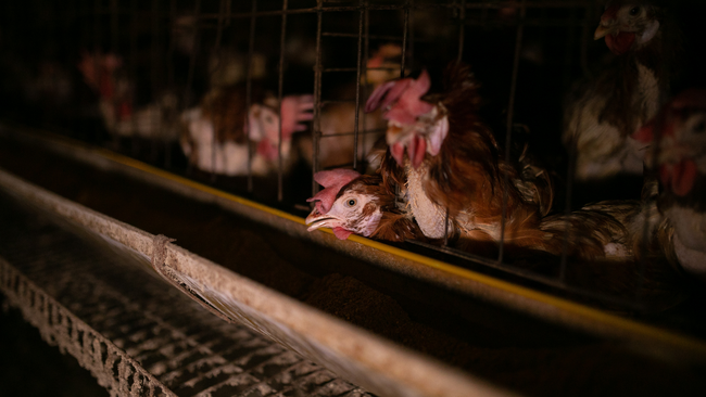 食品企業は、動物福祉を促す取り組みを強化している　ー　　　　　　　　　　　　　シンネジア・アニマルの最新レポートが明らかに