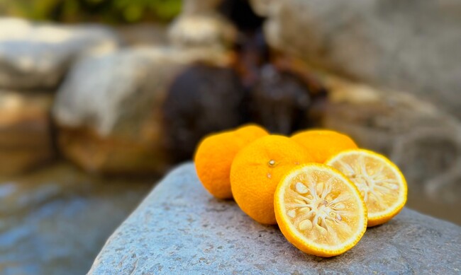 箱根小涌園「元湯 森の湯」× JAかながわ西湘　冬至は「ゆず湯」でぽかぽかに！
