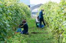 東川町内で収穫をしています