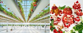 空中いちご園とカフェ新メニュー